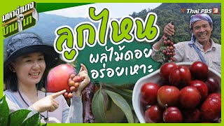 ลูกไหน ผลไม้ดอยอร่อยเหาะ | มหาอำนาจบ้านนา