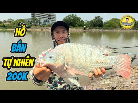 Hồ Bán Tự Nhiên Mới Mở 200k/12h Nhiều Loại Cá - Việt Yên Bắc Ninh