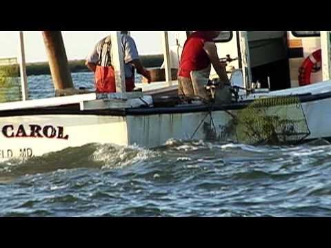 CRISFIELD, MD. "Heart of the Chesapeake" OFFICIAL Welcome Video
