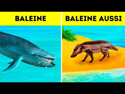 Vidéo: Ambulocet: Pentuce Gras. Les Ancêtres Des Baleines, Comme Un Malentendu Ridicule - Vue Alternative