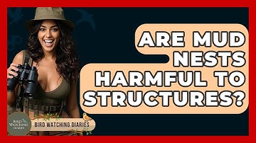 Are Mud Nests Harmful To Structures? - Bird Watching Diaries