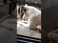 bolo naa #doglover #funnydog #pet #care #love #animals #funnyvideos