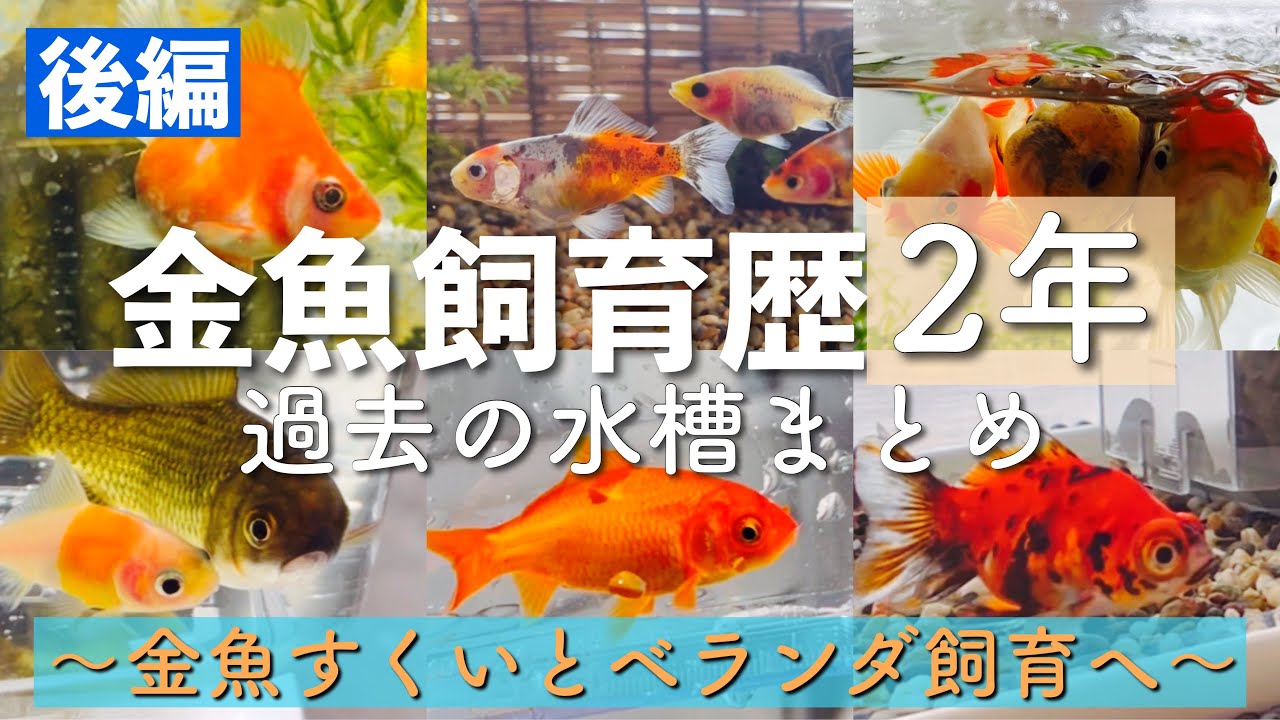【中古】 一ねん二くみキンギョにへんしん！ Looking back] I've been raising goldfish for over two years now