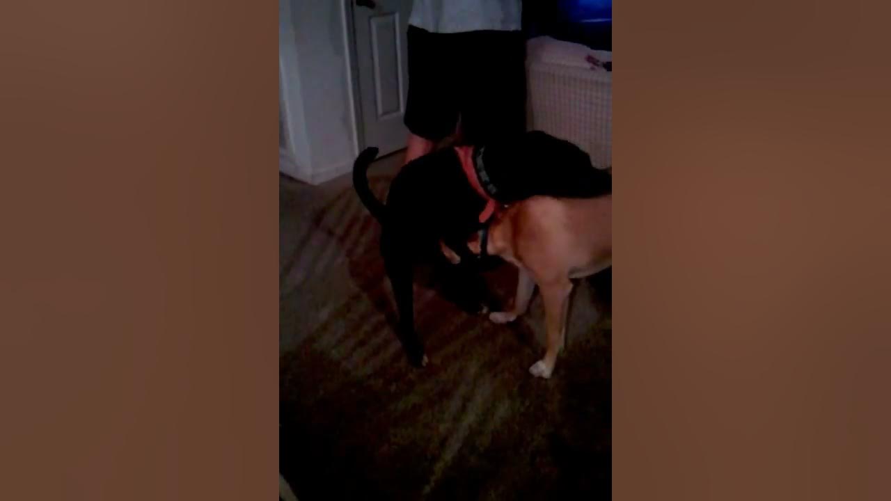 Male dog humping other male's face - YouTube