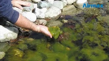 CrystalClear® Product Video - AlgaeOff®