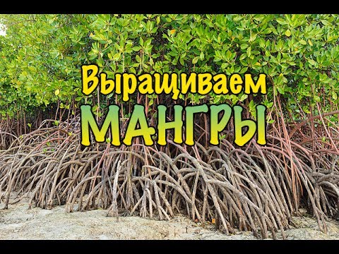 Мангровые деревья. Выращиваем дома