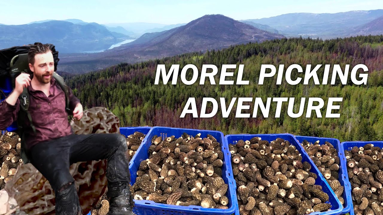 Climbing Hills and Foraging Wild Morels in the Sun and Rain!