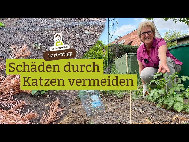 Was tun gegen Katzen und Katzenkot im Garten? Wie halte ich Katzen aus den  Beeten fern? 