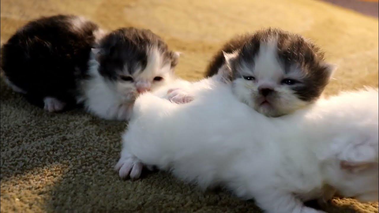 2 weeks Old Kittens Wobbling And Learning How To Walk YouTube