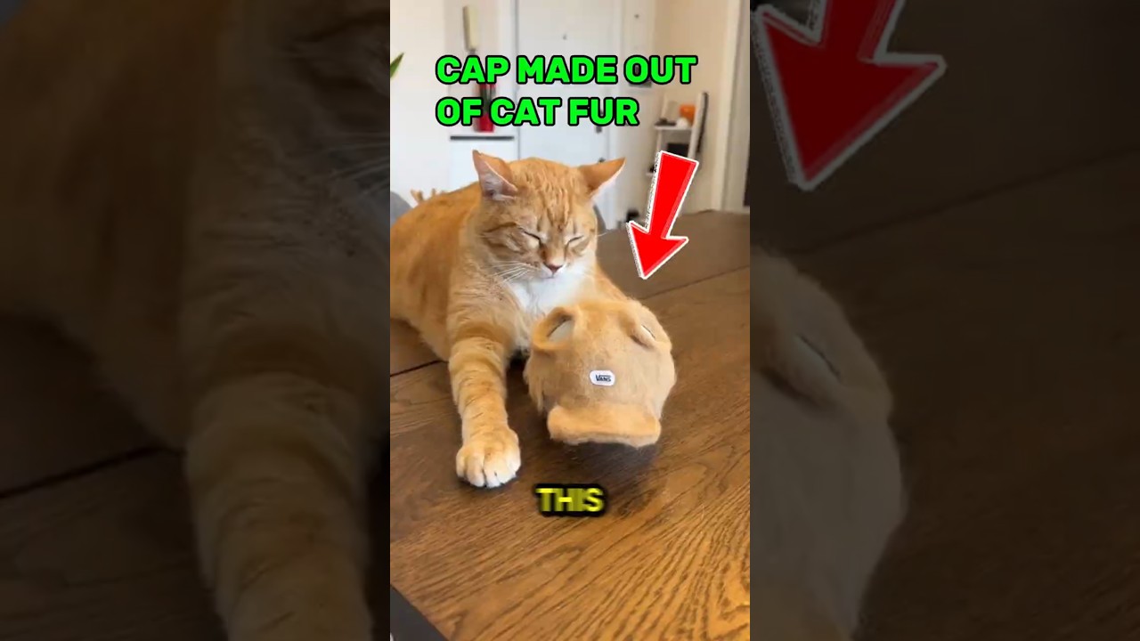 Этот владелец сделал шапку из кошачьего меха 😂 