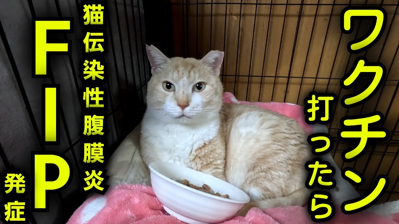 【命を救いたい】隼人が三種ワクチンでFIP(猫伝染性腹膜炎)発症しました
