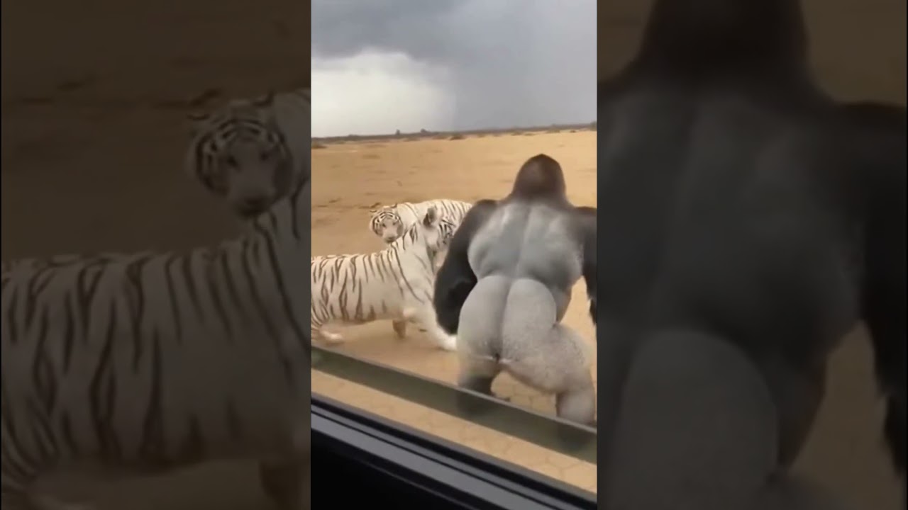 Gorilla vs 2 White Tigers - Epic Safari Battle 🦍 