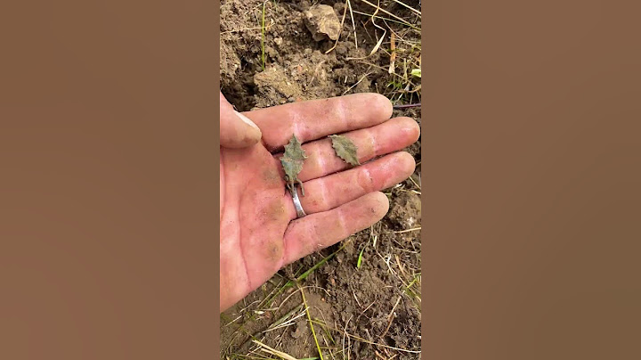 Шок находка на берегу озера 🤯🤯🤯😰😨😨😨 #metaldetecting #находкисметаллоискателем #коп