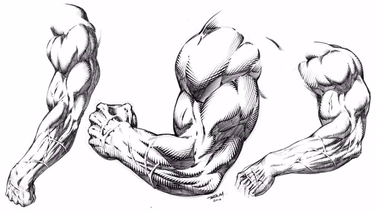 Drawing, Arms, Muscular, Shading, Crosshatch ink, Lines, style, comics, dra...