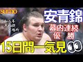 【安青錦】優勝への軌跡✨二場所連続優勝へ導いた１５日間を一気見👀【大相撲一月場所】