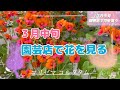 🌹【３月中旬 園芸店で花を買って植えつける】