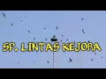Sp Lintas Kejora Mp3 - Mp4 Download