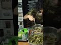 【早食いチャレンジ】今回はオクラ2kg(200個)の早食いチャレンジ!
