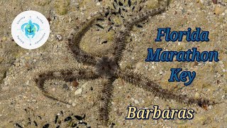 Scuba Diving, Florida Keys,  Marathon, Barbara's Dive Site