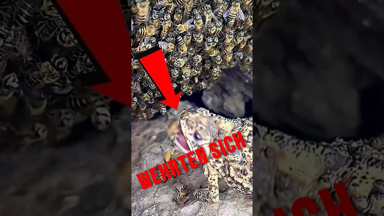 Warum griffen Bienen diese Kröte an? 🐸🐝 #tiere #shorts