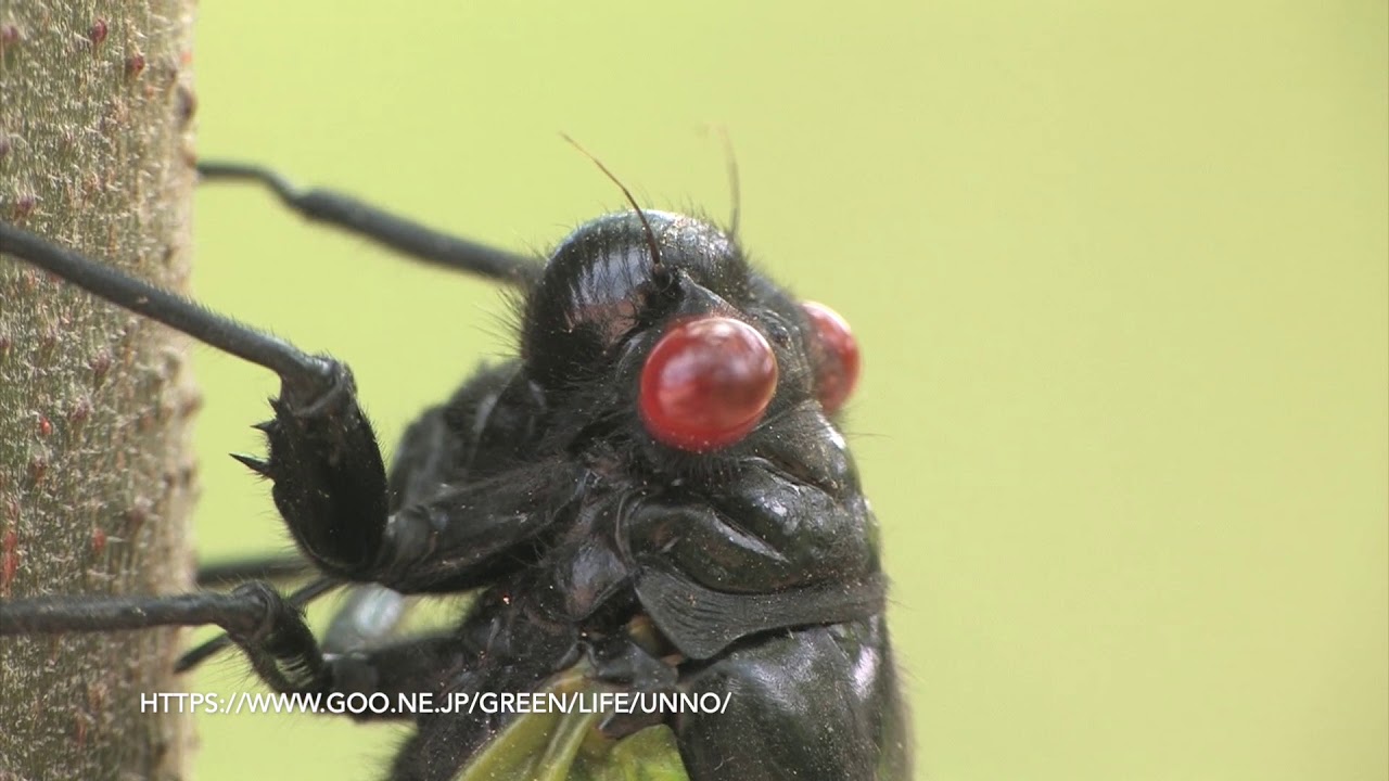 マレーの美しいセミ 海野和男のデジタル昆虫記 緑のgoo