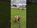 French Bulldog is chasing a goose until he sees the whole flock of them!