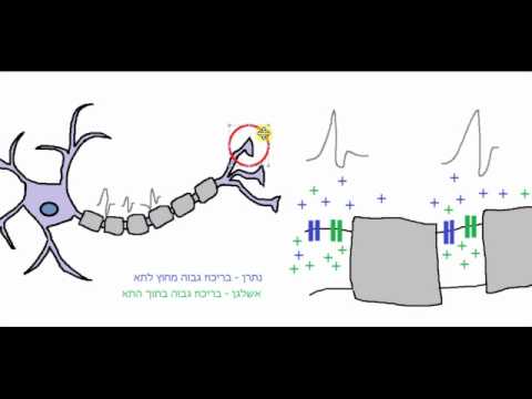 תקשורת בין נוירונים - חלק 2