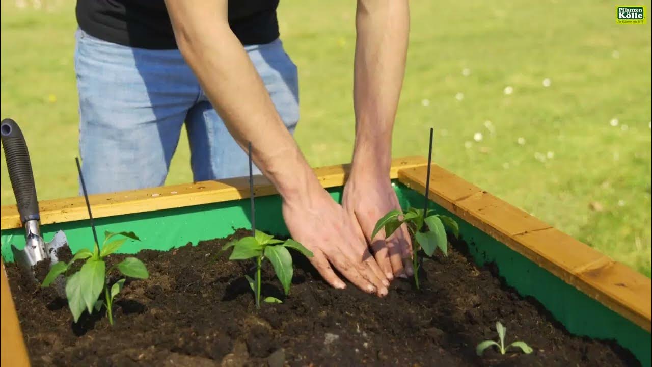 Paprika einpflanzen im Hochbeet PflanzenKölle YouTube