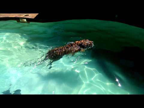 Video till Tigern Ozzy badar