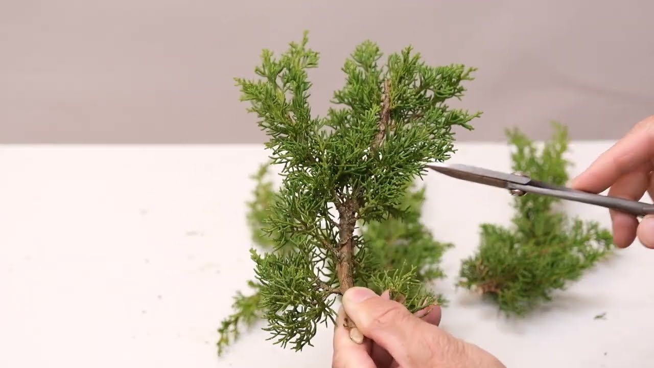 Методы бонсай: выращивание можжевельника из черенков от Валентина Брозе