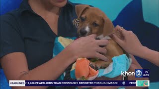 Register for the Hawaiian Humane Society's annual PetWalk and adopt a new furry friend
