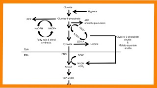 Glycolysis