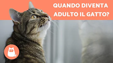 Quanti anni ha il gatto in anni umani?