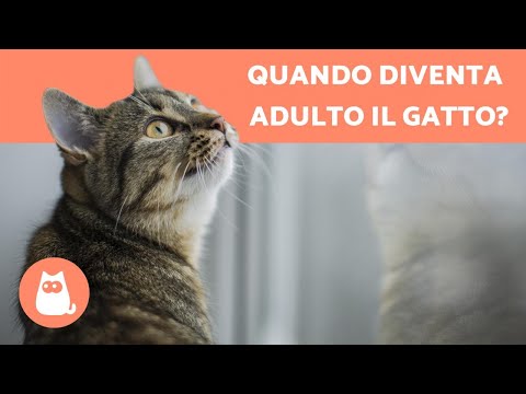 Video: A Che Età I Gatti Sono Completamente Cresciuti?