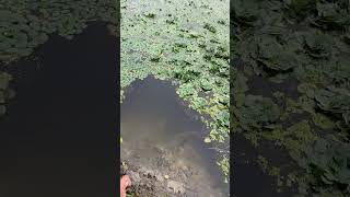 Fishing In The Forest And Lake In The Early Morning