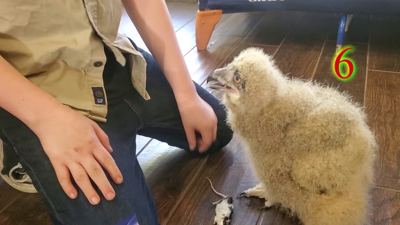 How Many Mice Can A Baby Eagle Owl Eat Movie YouTube how-many-mice-can-a-baby-eagle-owl-eat-movie-youtube