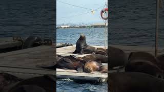 My daughter wants to be a seal when she grows up #funny #seals #growingup