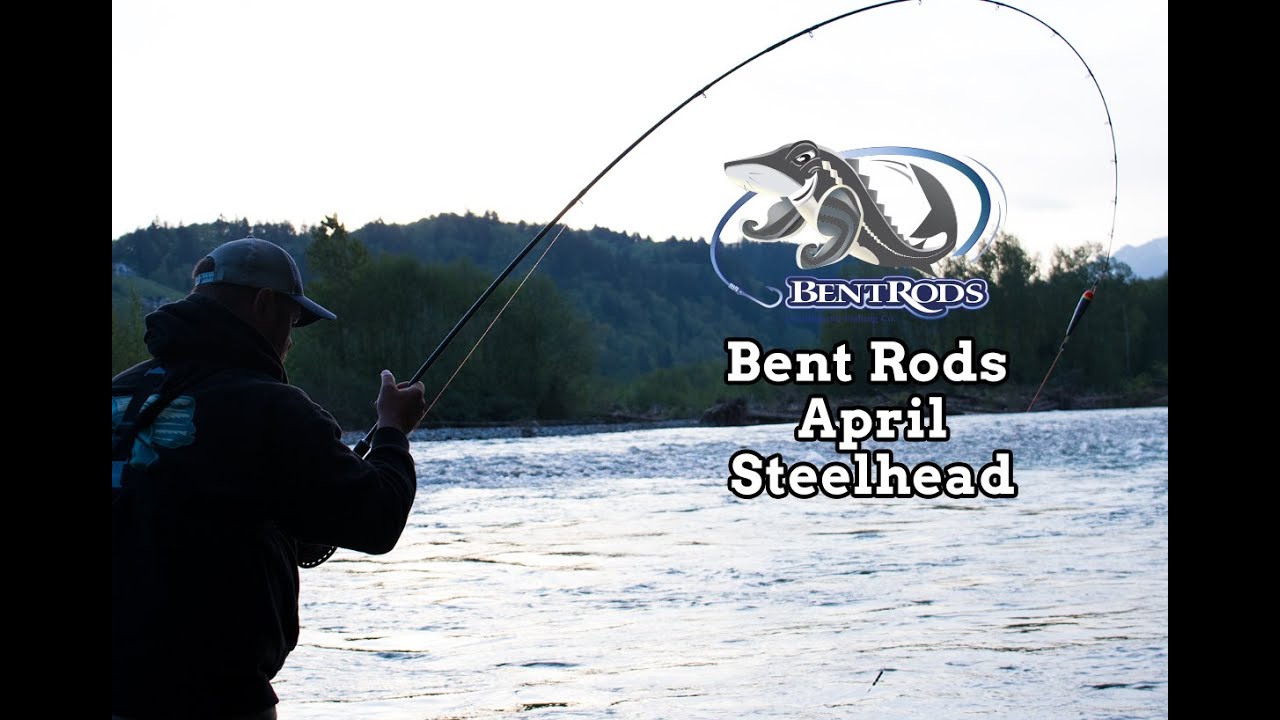 Bent Rods April 2016 Steelhead Chilliwack River 