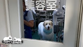 シャンプーへ行ったアランと久しぶりに町で散歩したルンルンです　Great Pyrenees　グレートピレニーズ