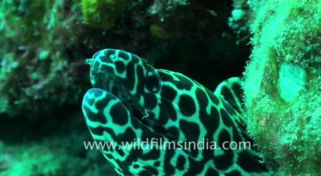Vicious honeycomb moray eel