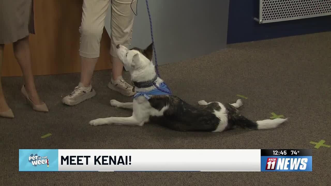 Kenai the cattle dog-husky mix is trained and adoptable - YouTube