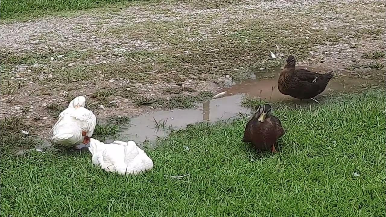 why do ducks sleep on one leg. YouTube