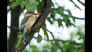 Unlocking the Secret Language of African Birds!