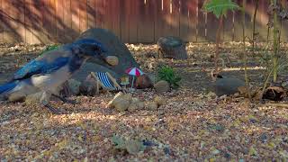 8 8 26 Birdseed Beach Scrubs