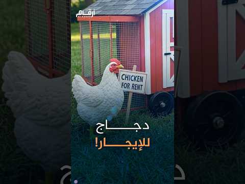 هل سمعت بشركة لتأجير الدجاج