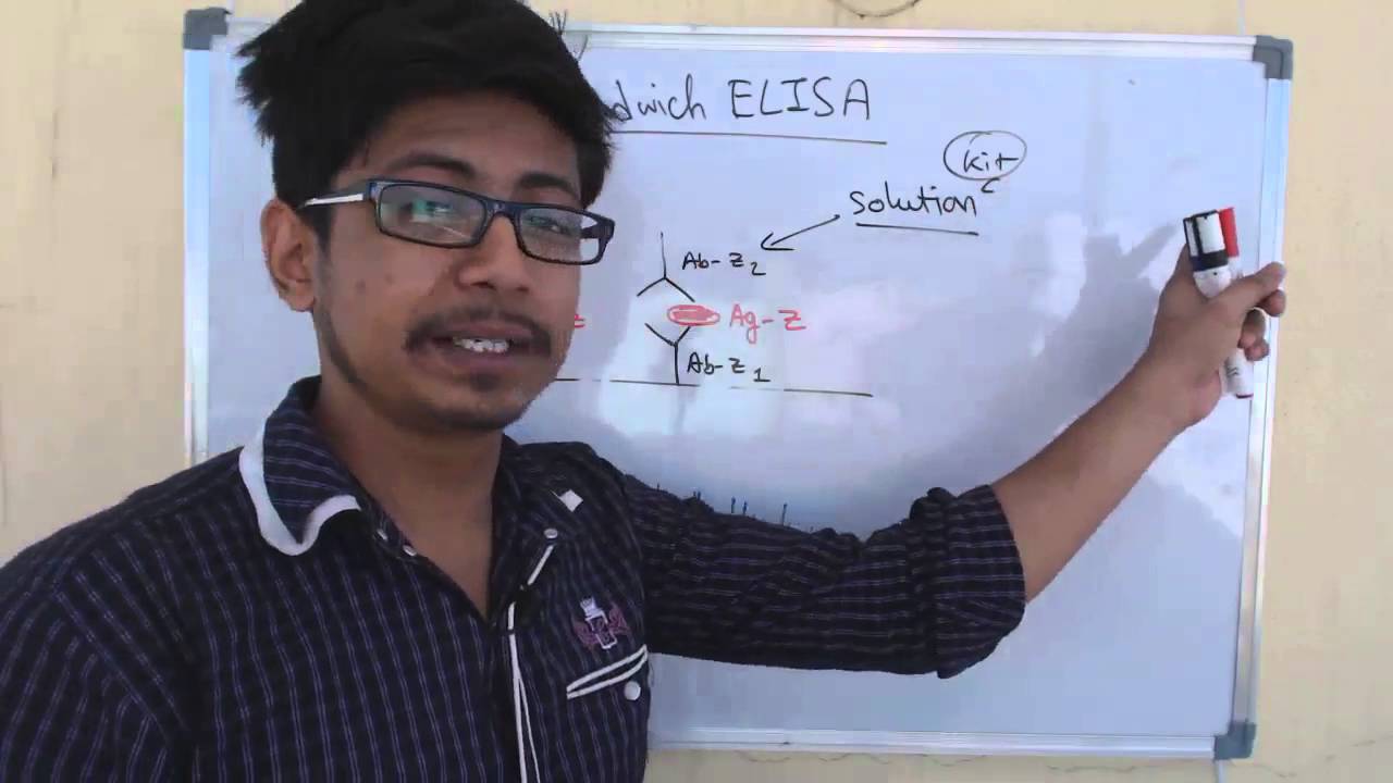 Sandwich ELISA assay YouTube
