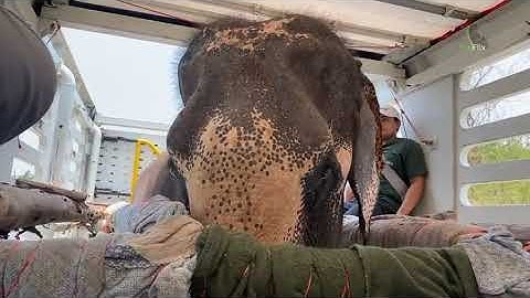 Rescue Update almost home to Elephant Nature Park 🐘- EleFlix