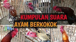 KOMPILASI VIDEO SUARA AYAM JAGO KUKURUYUK | ROOSTER CROWING