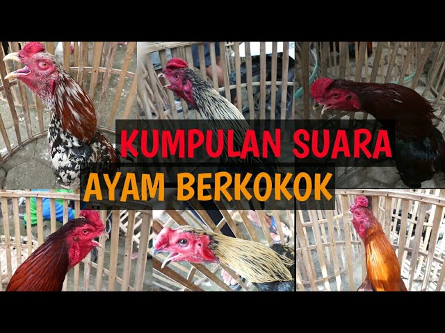 KOMPILASI VIDEO SUARA AYAM JAGO KUKURUYUK | ROOSTER CROWING class=
