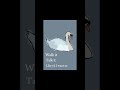 #fyp #drawing #digitalart #swans #art #aniamal